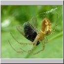 Metellina sp - Herbstspinne 02b.jpg